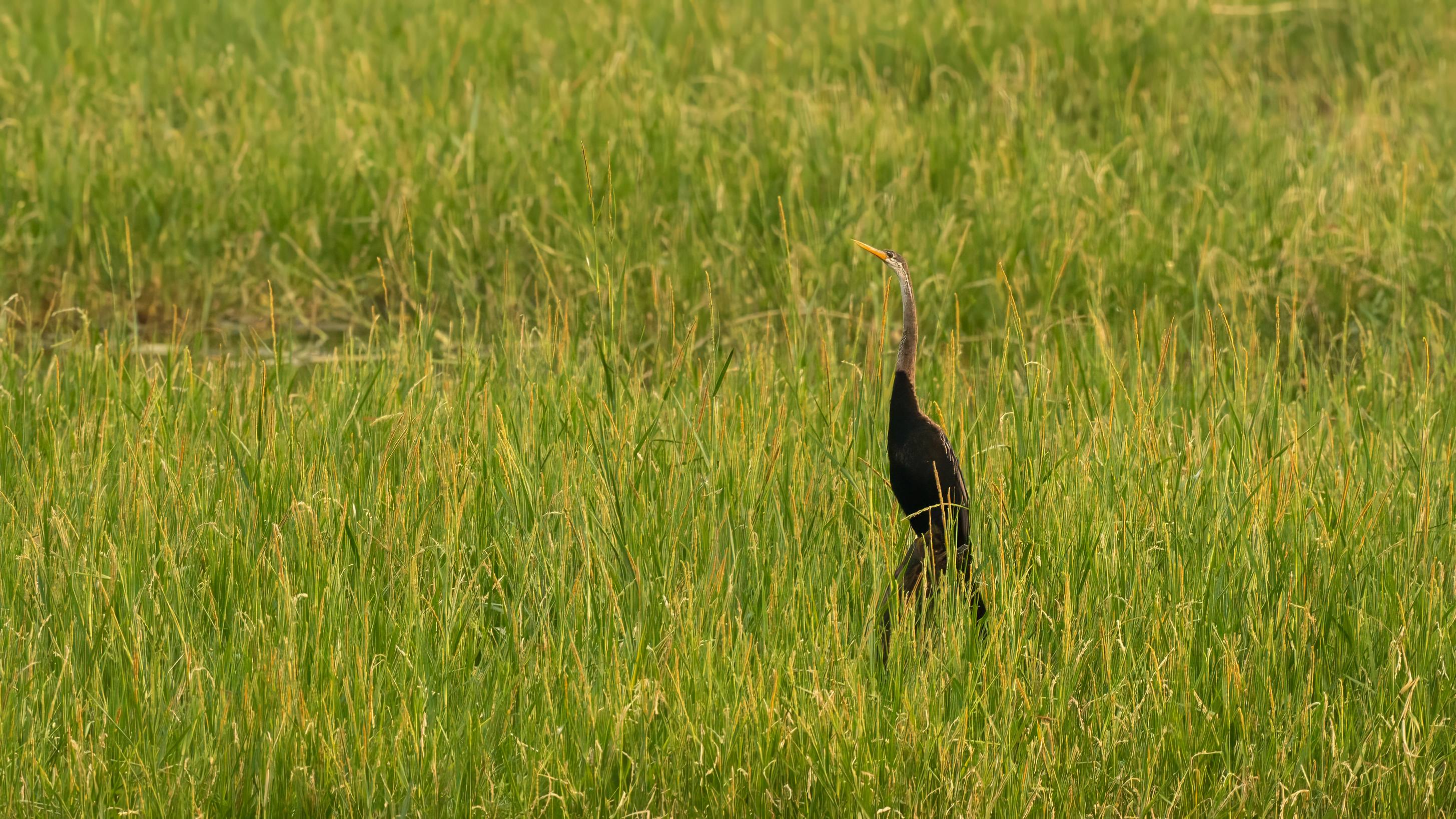 Oriental Darter